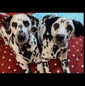 7672119612717476261 Medium