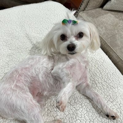 RenderedImage 4 Medium